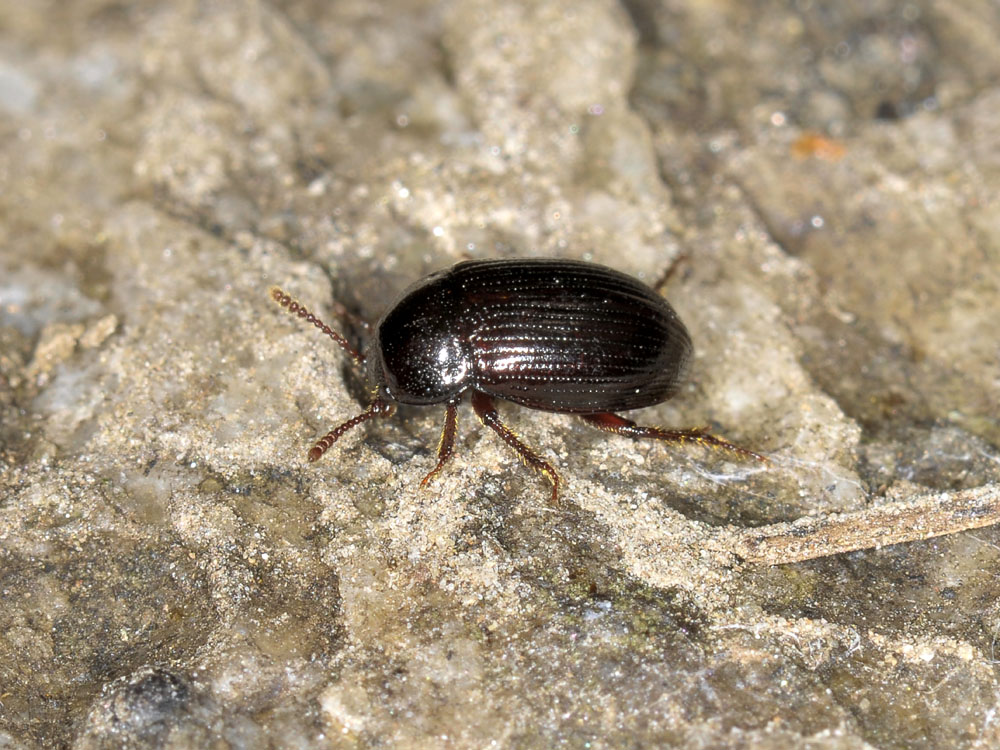 Agyrtes bicolor - Agyrtidae